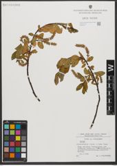 Foto von Salix L.
